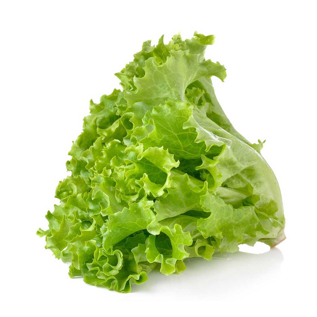 Kıvırcık Marul